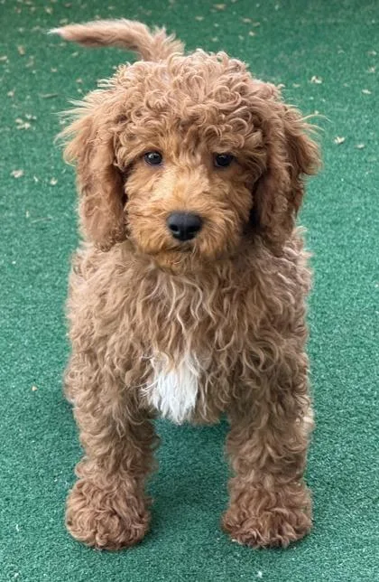 A baby medium-sized male Golden Retriever dog named Ernie for adoption in Malvern, PA