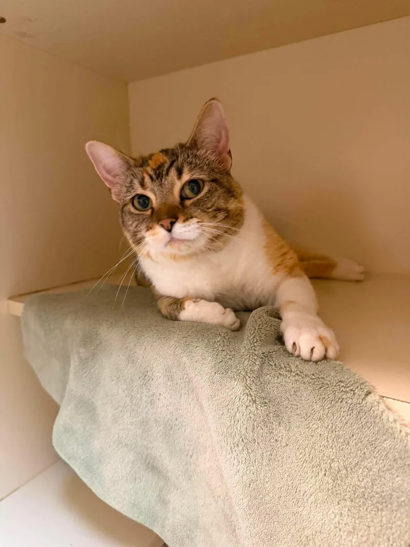 An adult medium-sized female Calico Domestic Short Hair cat named Callie for adoption in Elyria, OH