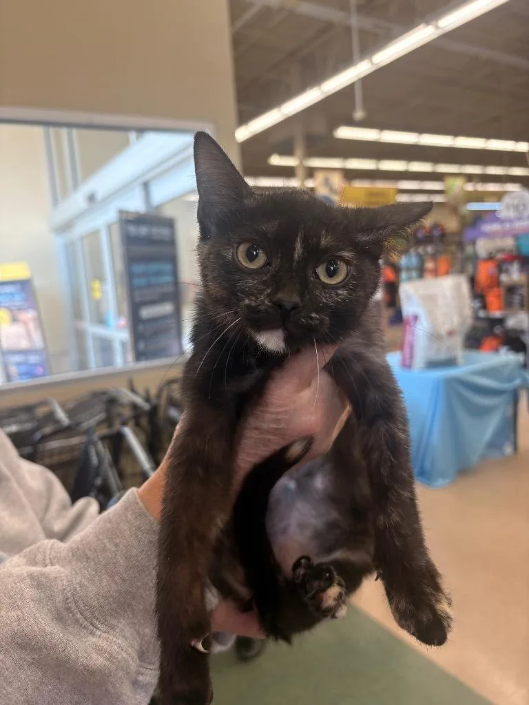A baby medium-sized female Domestic Medium Hair cat named Scout for adoption in Mountain Home, AR