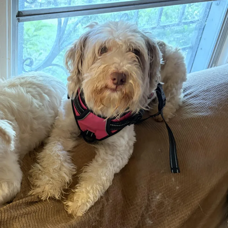 An adult small-sized female Schnoodle dog named Tallulah  A Calm for adoption in Houston, TX