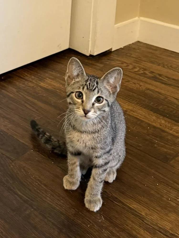 A baby small-sized male Tabby cat named Popcorn for adoption in Dallas, TX