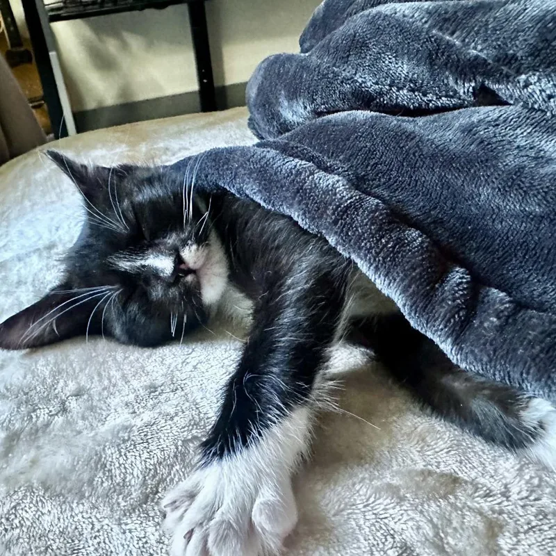 A baby small-sized female Black Domestic Short Hair cat named Dashi for adoption in Pleasanton, CA