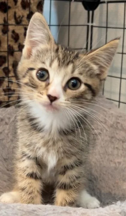 A young small-sized female Domestic Short Hair cat named Honey Bee for adoption in Cecil, WI