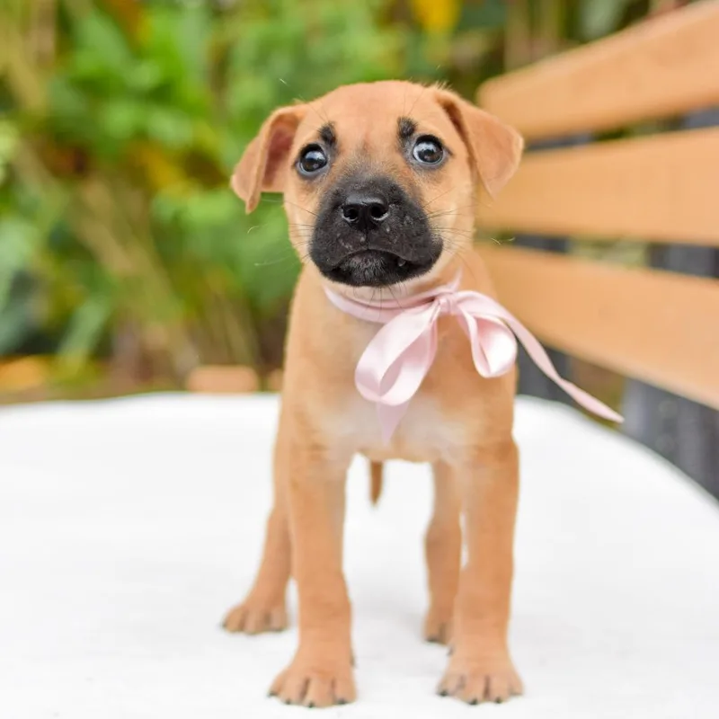 A baby medium-sized female Brown / Chocolate Mixed Breed dog named Lychee for adoption in Kailua Kona, HI