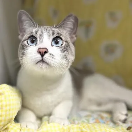 A young medium-sized female Tabby (Buff / Tan / Fawn) Siamese cat named Sky for adoption in Glendale, AZ