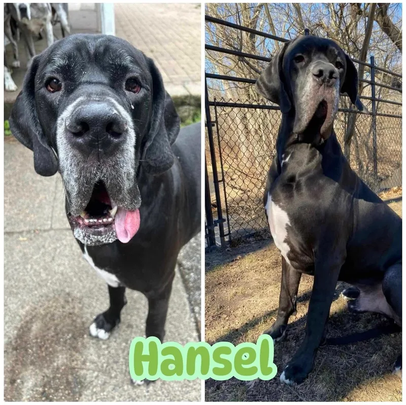 Hansel
