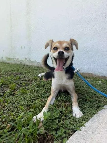 An adult small-sized male Chihuahua dog named Loki for adoption in North Miami Beach, FL
