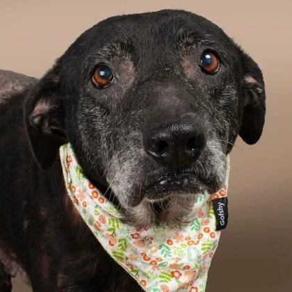 A senior small-sized female Mixed Breed dog named Talia Tombstone for adoption in East Smithfield , PA