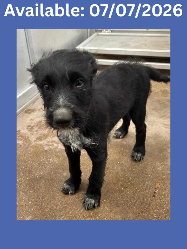 A baby small-sized male Cattle Dog dog named Dog Kennel Flatts for adoption in Greenville, TX