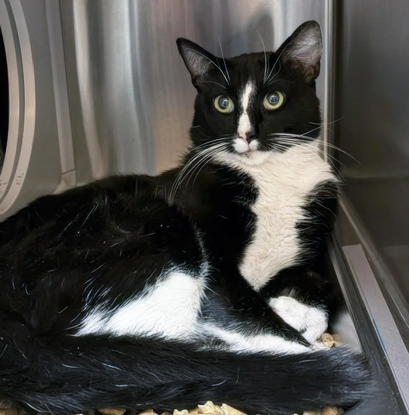 A young medium-sized male Black & White / Tuxedo Domestic Short Hair cat named Motor Mouth for adoption in Nashville, TN
