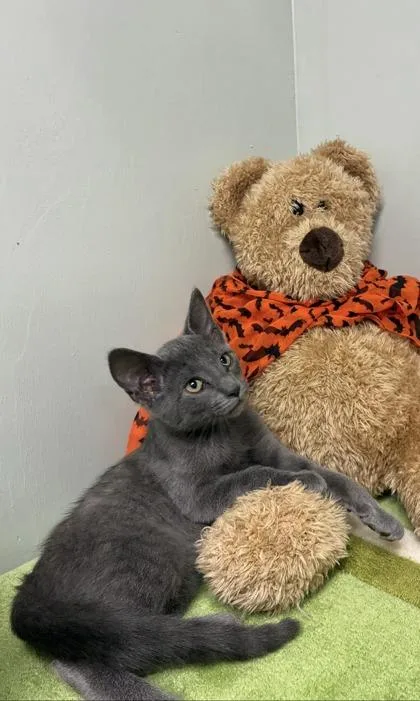 A baby medium-sized male Russian Blue cat named Huggy Bear for adoption in Picayune, MS
