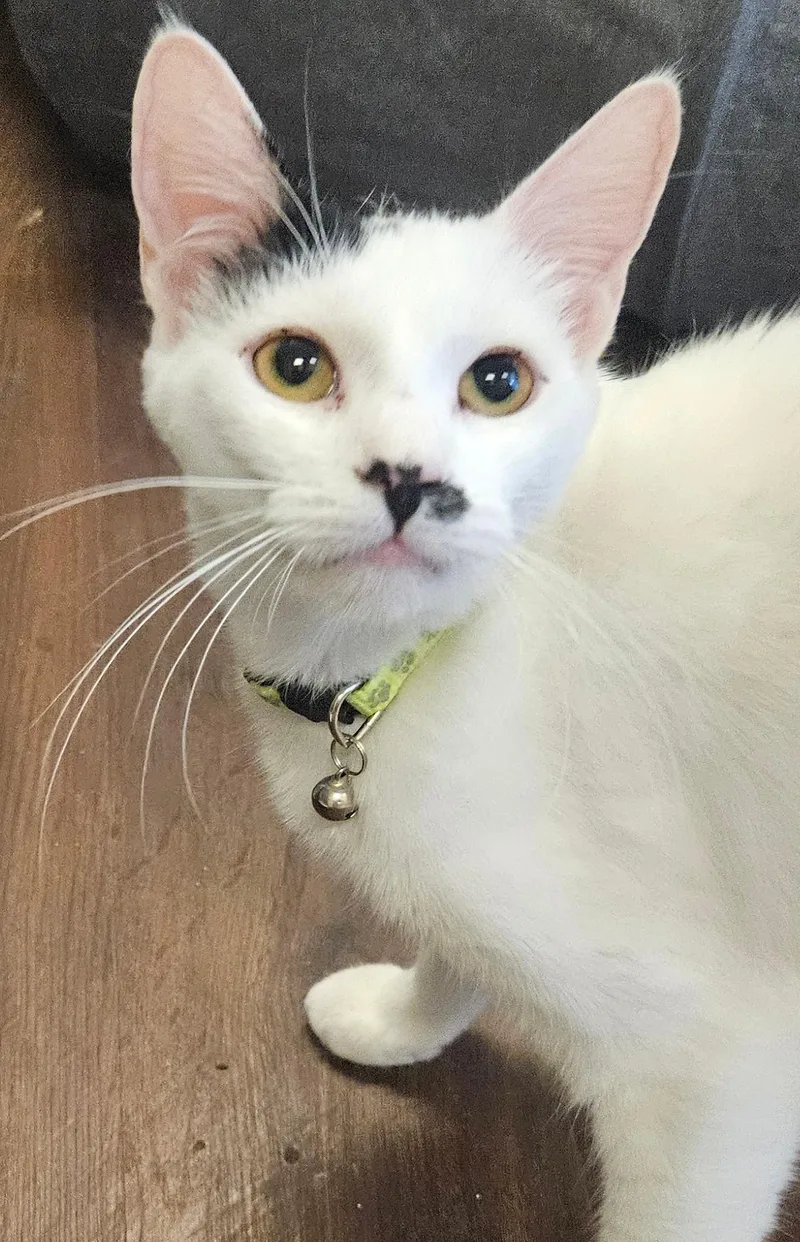 A baby medium-sized female White Domestic Short Hair cat named Tansy for adoption in Orange, CA
