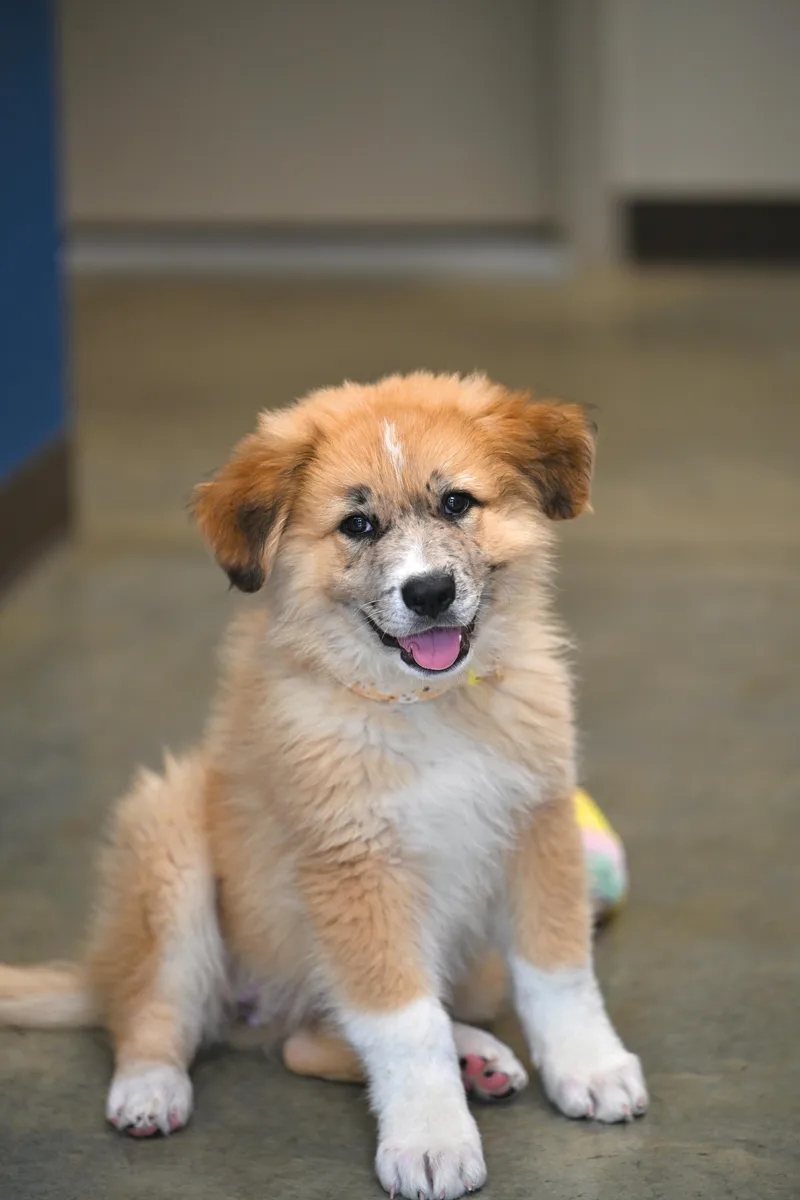 A baby large-sized female Yellow / Tan / Blond / Fawn Great Pyrenees dog named Shasta  More Peak for adoption in Falmouth, ME