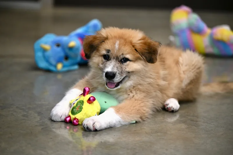 Shasta  More Peak thumbnail 2