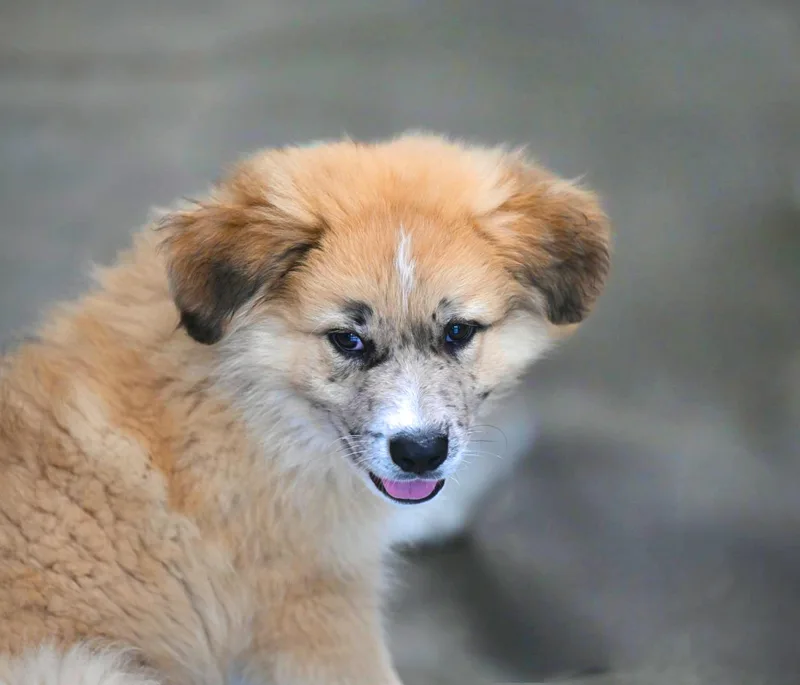 Shasta  More Peak thumbnail 3