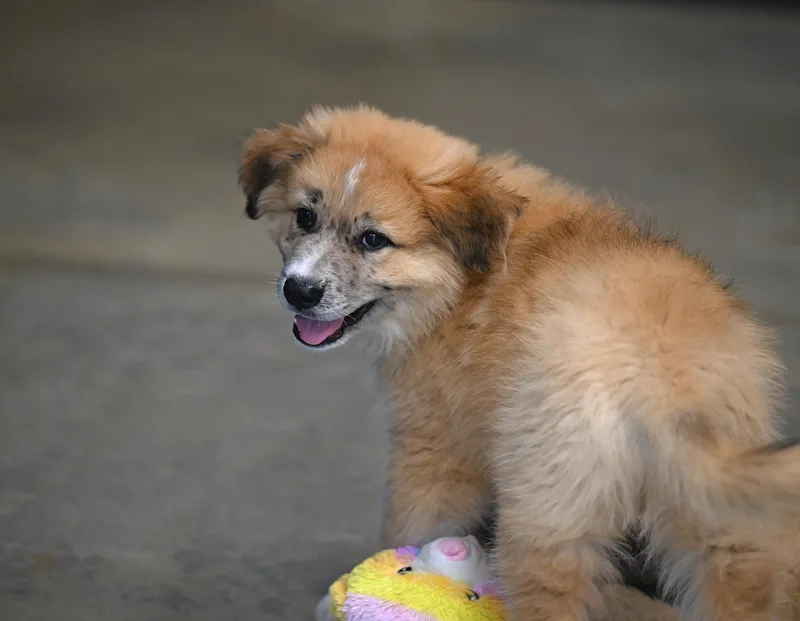 Shasta  More Peak thumbnail 4