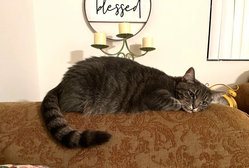 Priscilla thumbnail 2