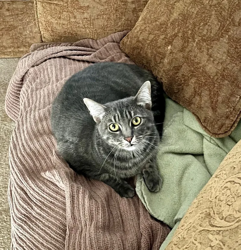 Priscilla thumbnail 3