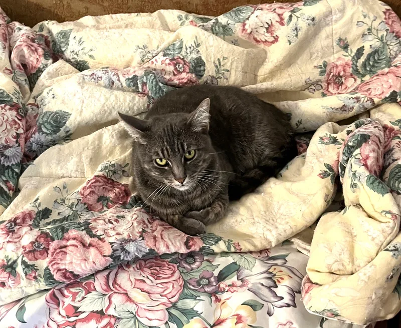 Priscilla thumbnail 4