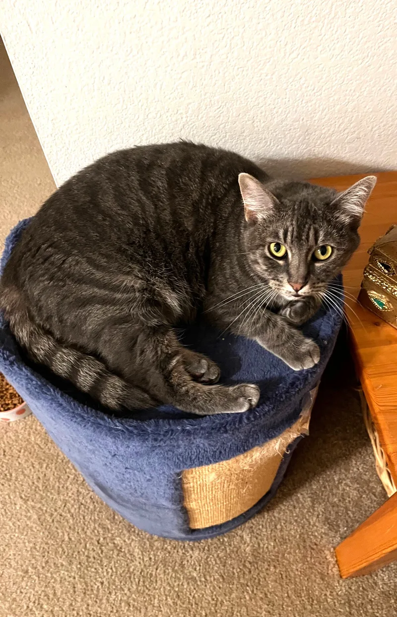 Priscilla thumbnail 5