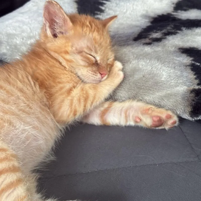 A baby small-sized male Orange / Red Domestic Short Hair cat named Archie for adoption in Wichita, KS