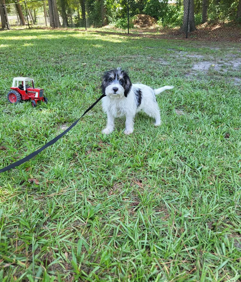 Jax