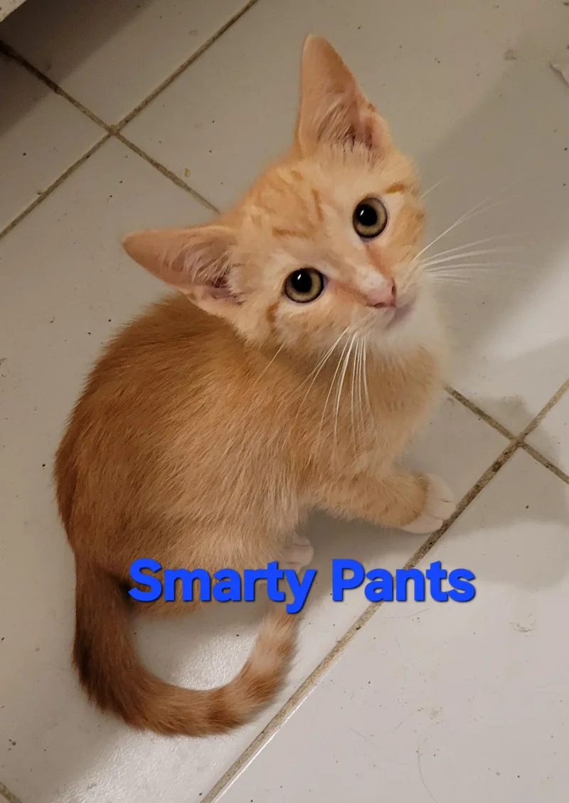Smarty Pants thumbnail 3