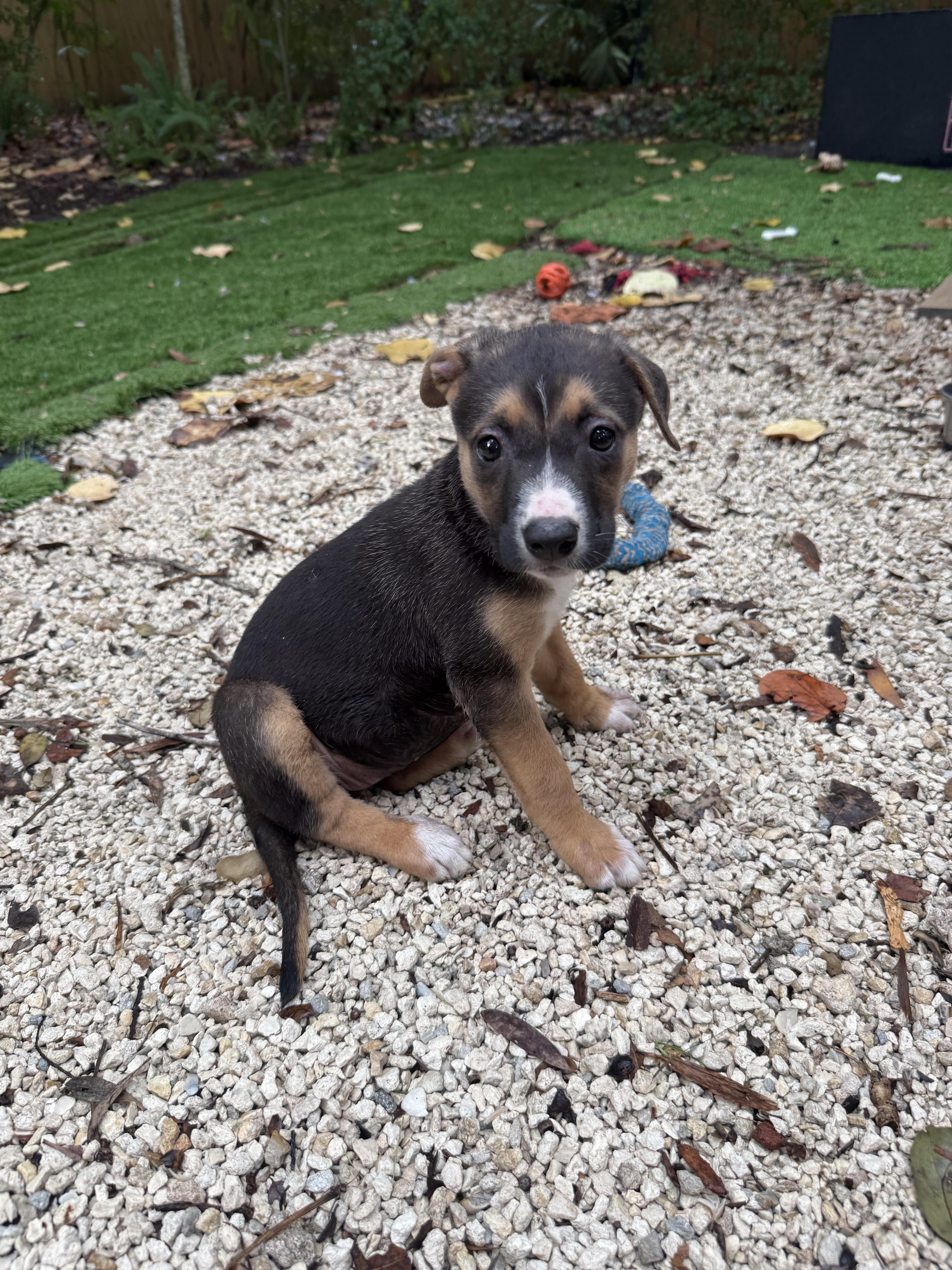 A baby medium-sized female German Shepherd Dog dog named Sally for adoption in Miami, FL