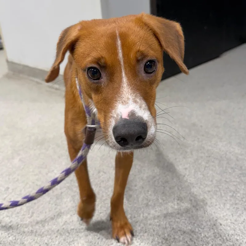 An adult medium-sized male Brown / Chocolate Mixed Breed dog named Steve for adoption in Tampa, FL