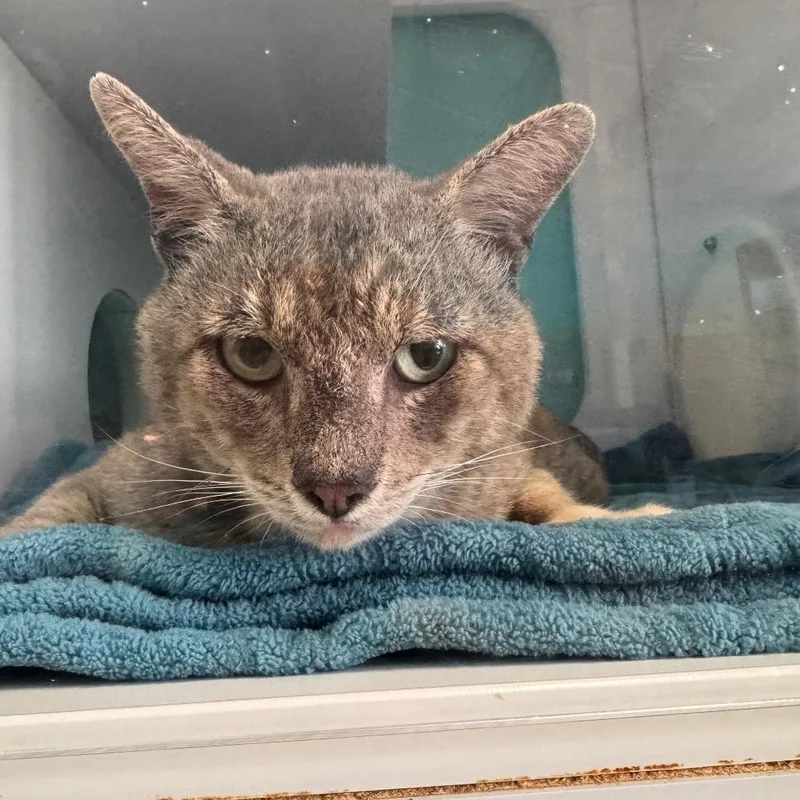 An adult medium-sized male Gray / Blue / Silver Domestic Short Hair cat named Granola for adoption in Lake Jackson, TX