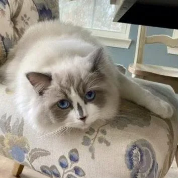An adult medium-sized female Ragdoll cat named Lizzie for adoption in Norwood, OH