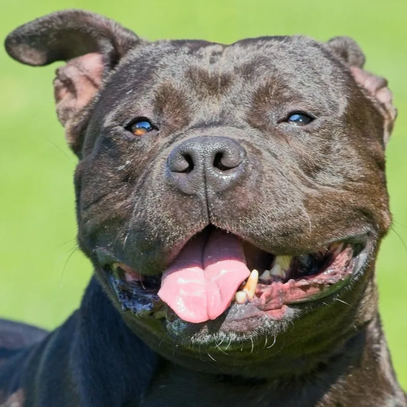 An adult medium-sized male Black English Bulldog dog named Seal for adoption in South Elgin, IL