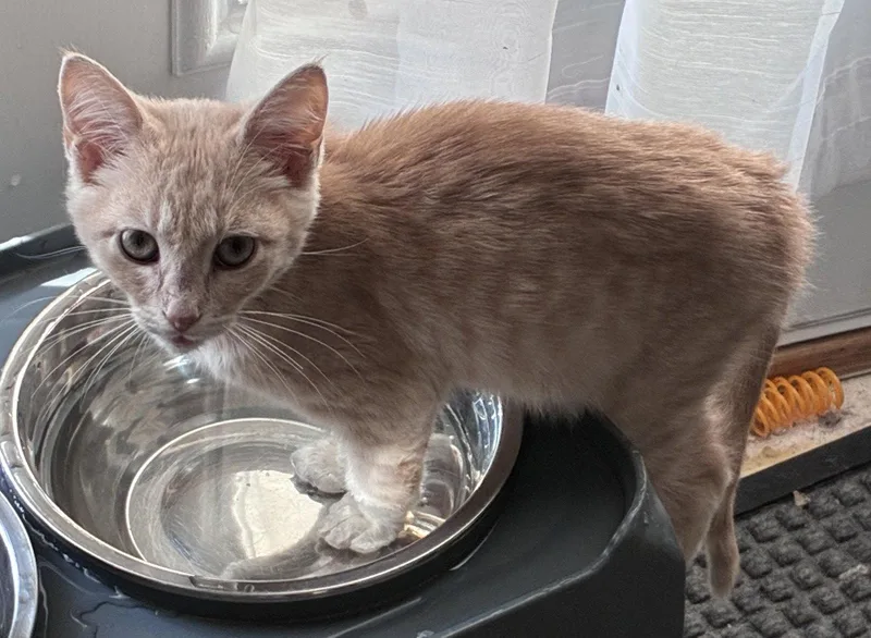 A young medium-sized male Buff / Tan / Fawn Domestic Short Hair cat named Jammie Dodgers for adoption in Locust Grove, GA