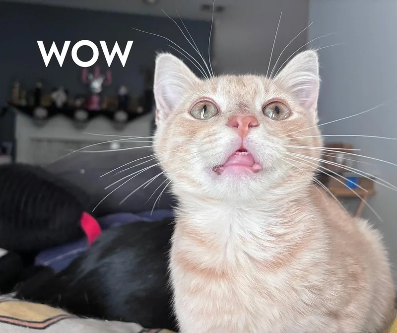 Jammie Dodgers thumbnail 2