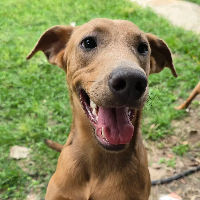 A young medium-sized female Vizsla dog named Latte for adoption in Houston, TX