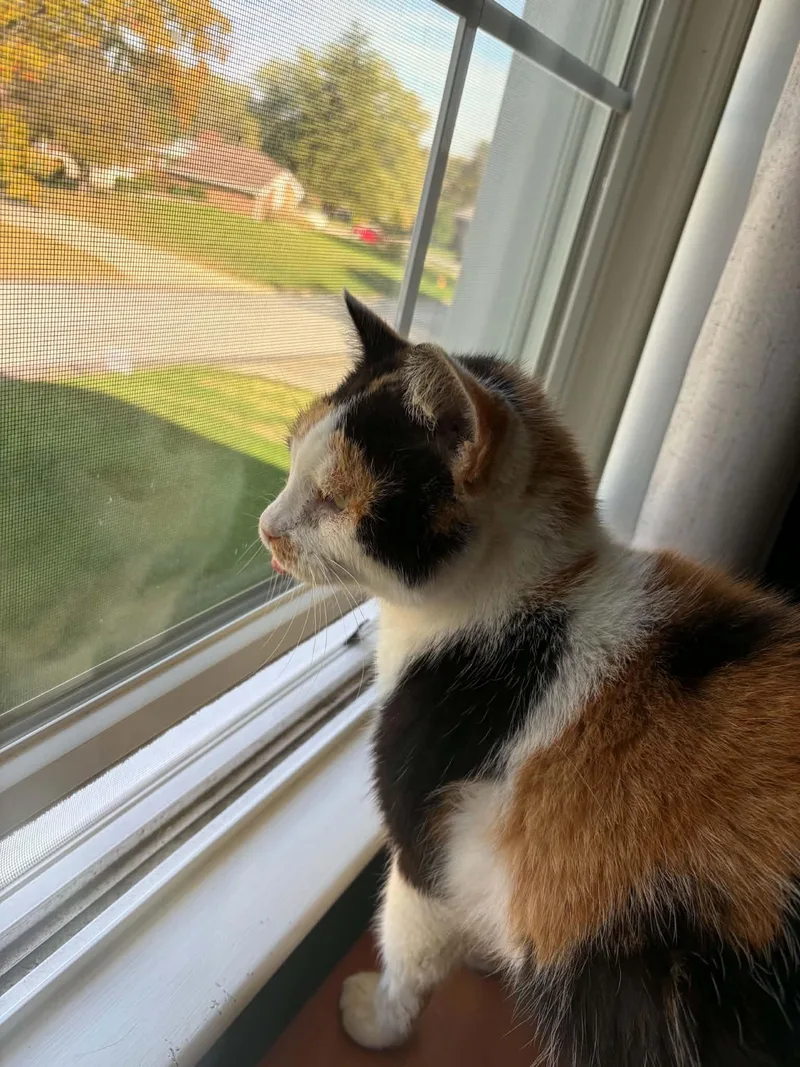 A senior medium-sized female Calico cat named Scottie for adoption in Danville, IL