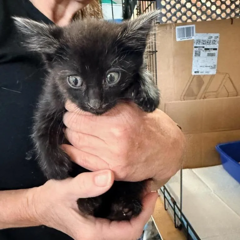 A baby small-sized male Black Domestic Short Hair cat named Ozzy for adoption in Long Beach, CA