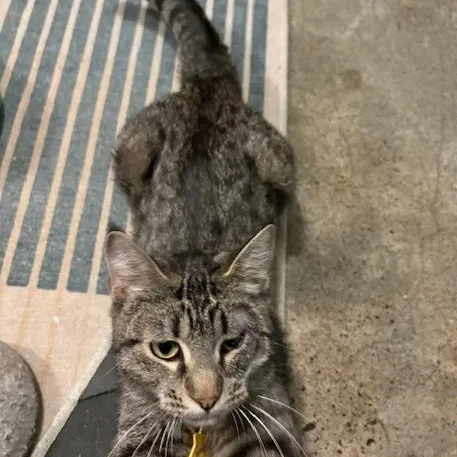 Easter The Lap Cat thumbnail 2