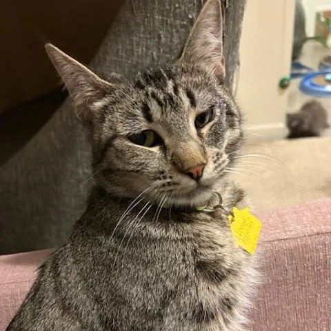 Easter The Lap Cat thumbnail 3