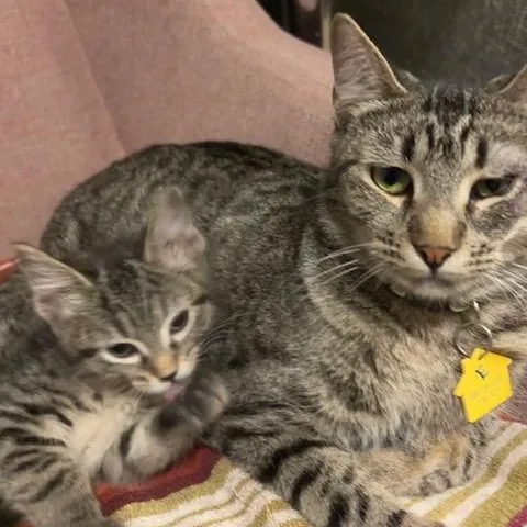 Easter The Lap Cat thumbnail 4