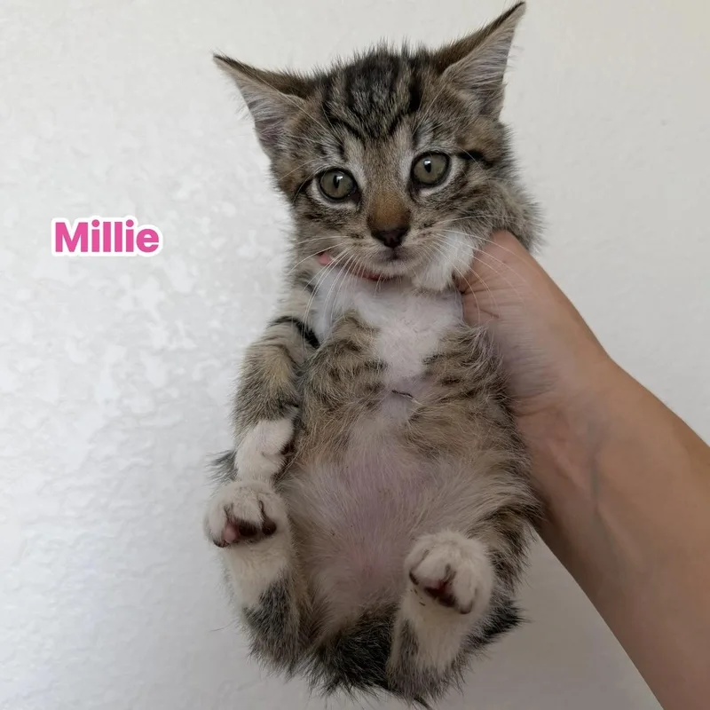 A baby medium-sized female Tabby (Buff / Tan / Fawn) Domestic Short Hair cat named Millie for adoption in jacksonville, FL