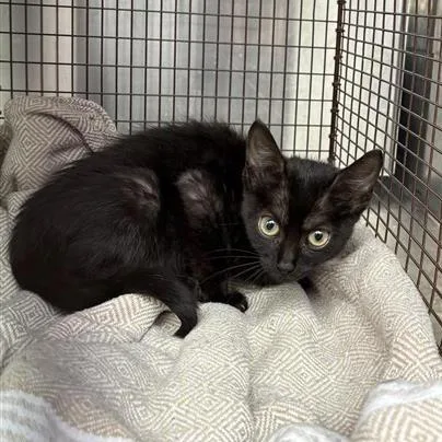 A baby small-sized female Black Domestic Short Hair cat named Yuzu Blossom for adoption in Austin, TX