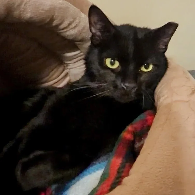 An adult medium-sized male Black Bombay cat named Monty for adoption in Maple Shade, NJ