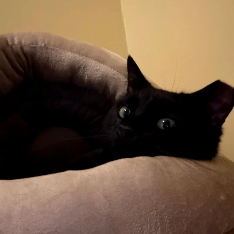 Monty thumbnail 2