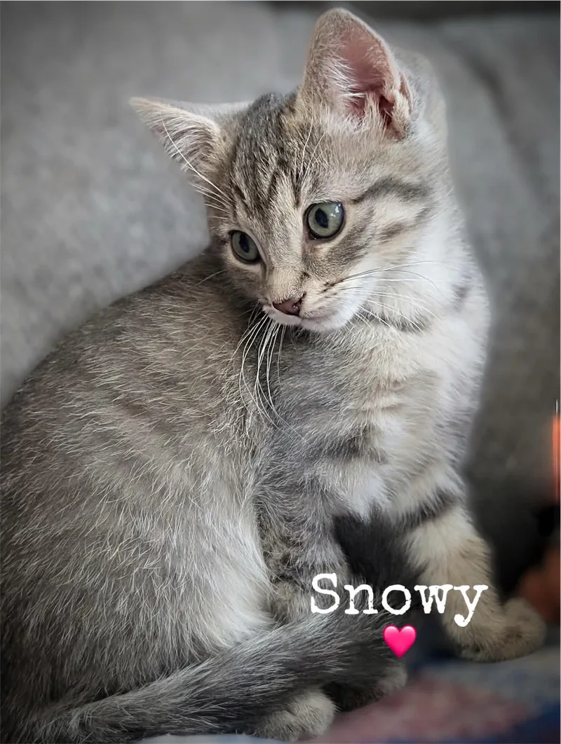 A baby medium-sized female Domestic Short Hair cat named Snowy for adoption in Dansville, NY