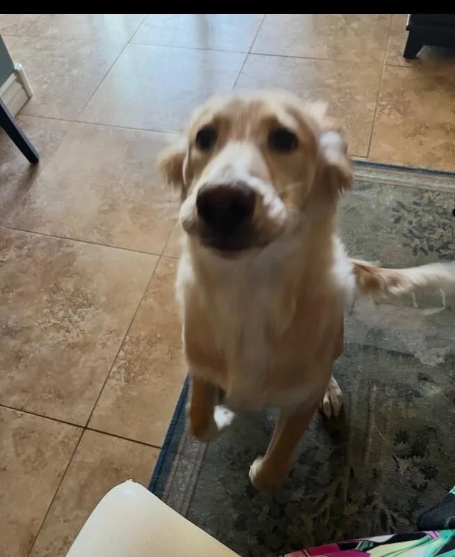 A baby medium-sized female Yellow / Tan / Blond / Fawn Mixed Breed dog named Chula for adoption in Anthem, AZ