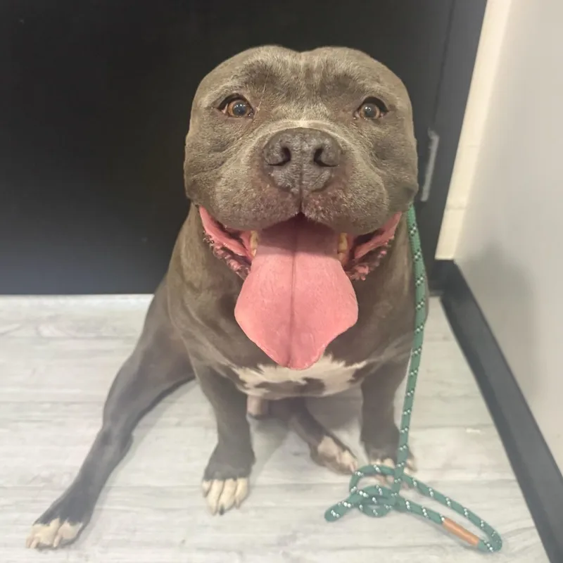 An adult large-sized male Gray / Blue / Silver American Staffordshire Terrier dog named Blue for adoption in Wayne, NJ