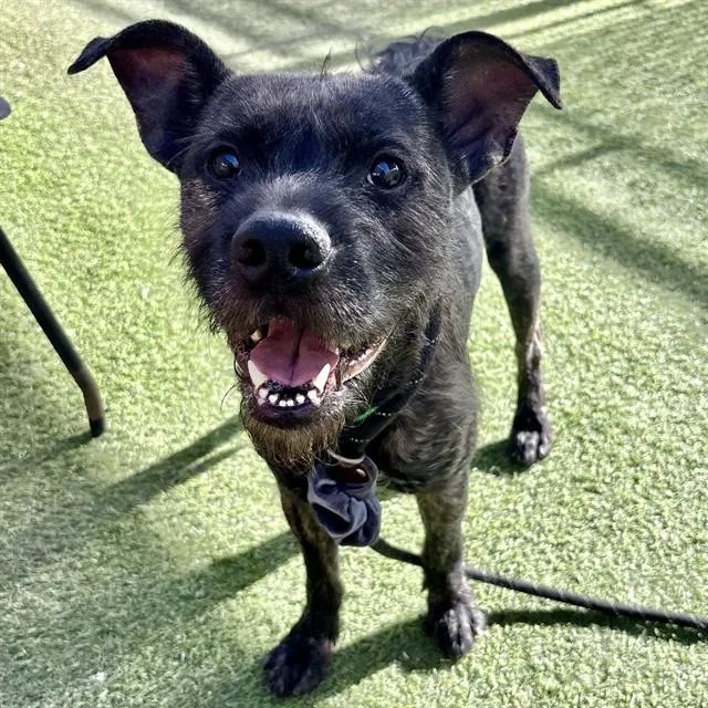 An adult large-sized male Pit Bull Terrier dog named Huxley for adoption in Phoenix, AZ