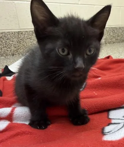 A baby small-sized male Domestic Short Hair cat named Gnocchi for adoption in Westland, MI