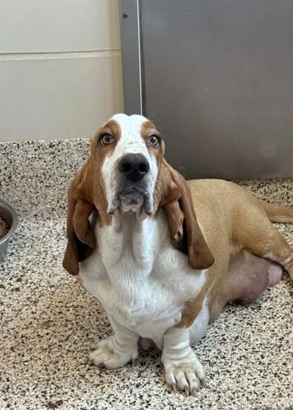 An adult medium-sized female Basset Hound dog named Zodiac for adoption in Aiken, SC